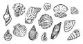 Shell, outline set, Vector collection of seashell outline black line illustration, Royalty Free Stock Photo